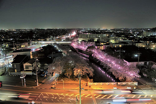 真間川がさらにピンクに染まりましたの画像2