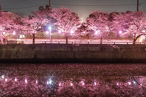 真間川がさらにピンクに染まりましたの画像3