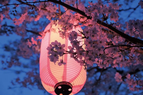 真間川がさらにピンクに染まりましたの画像4