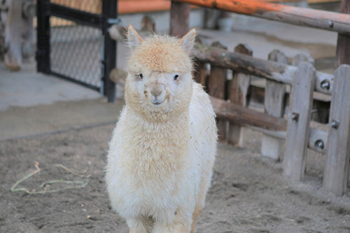 新しい仲間がやってきましたの画像1