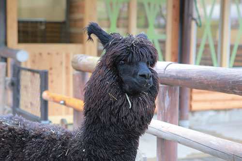 新しい仲間がやってきましたの画像2