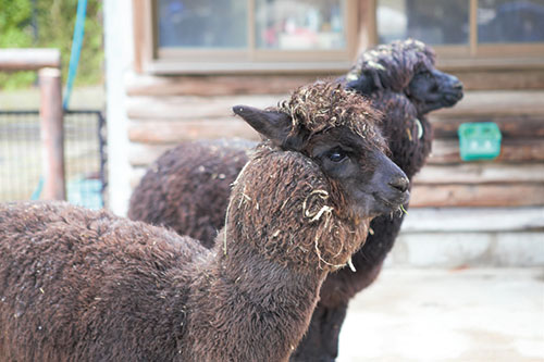 新しい仲間がやってきましたの画像3