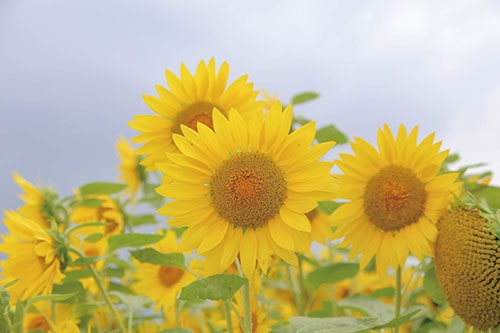 ひまわりから元気をもらおうの画像1