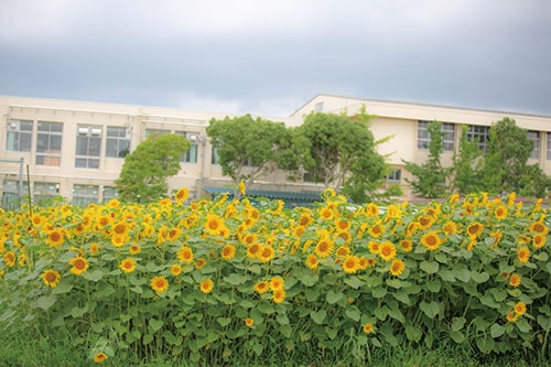 ひまわりから元気をもらおうの画像2