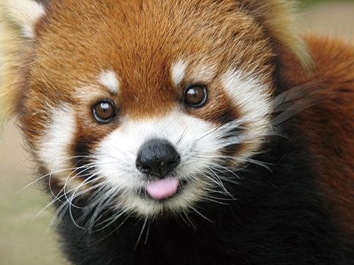 画像：レッサーパンダ ナミちゃん