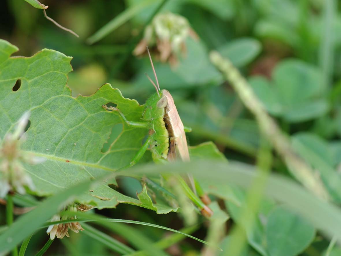 コバネイナゴの写真