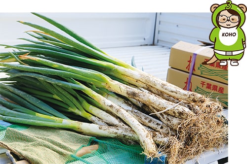 画像：新鮮でみずみずしい「市川のねぎ」