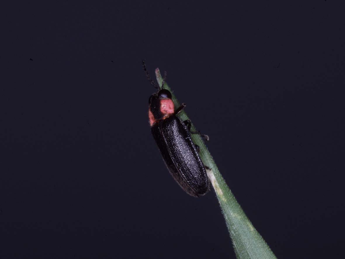 ヘイケボタルの写真