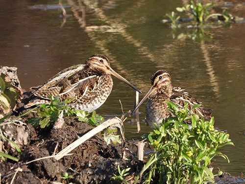 画像：欠真間三角のタシギの画像