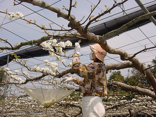 画像：梨の花摘みボランティア