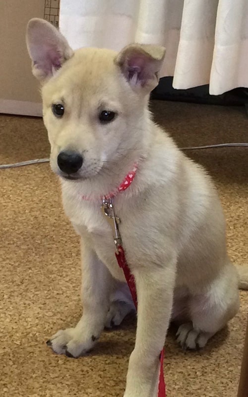 画像：家に来たばかりのクリ