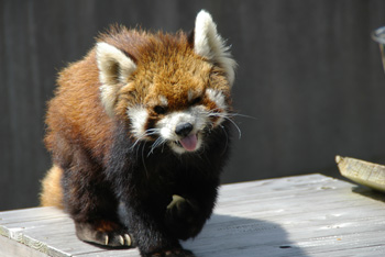 レッサーパンダのナミちゃんの画像2