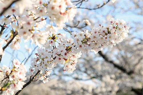 画像：ソメイヨシノ