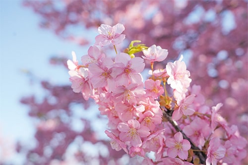 画像：江戸川河川敷の画像4