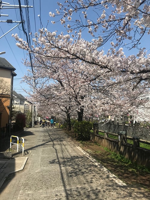 桜まち歩きの画像