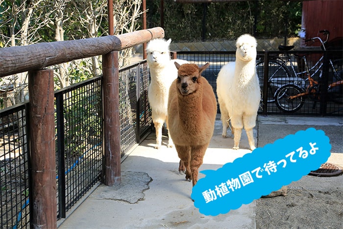 アルパカもさらに増え6頭になりましたの画像