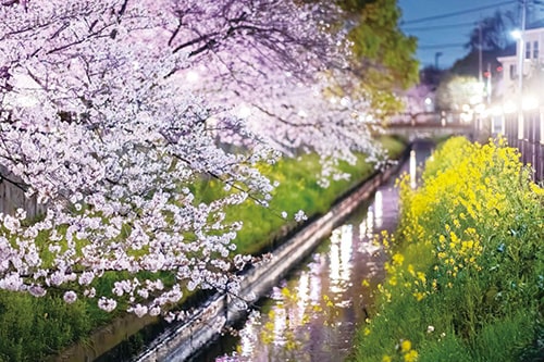画像：いちかわ真間川堤桜ウィーク