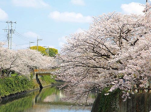 画像：真間川と桜並木