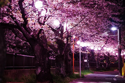 画像：ちょうちんと桜がロマンチック