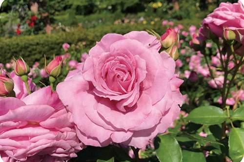 画像：真間川と桜並木