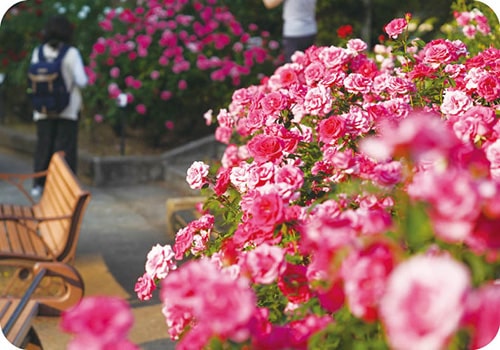 画像：真間川と桜並木