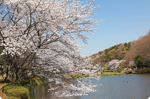 画像：じゅん菜池緑地