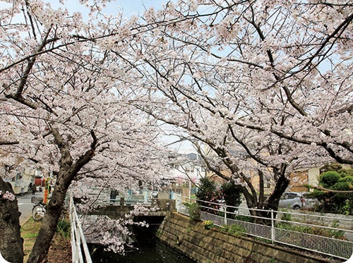 画像：中江川の桜並木