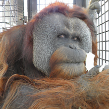 スマトラオランウータン／3頭の子どもがいるお父さん、イーバンくんの画像