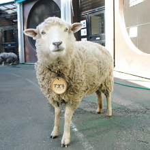 ヒツジ／ライバル出現でモコモコ人気はどうなるかな、元祖モコモコあずきちゃんの画像