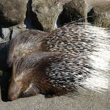 アフリカタテガミヤマアラシ／トゲトゲの針のような毛で外敵から身を守る、ブラッドくんとリーフちゃんの画像