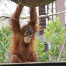 スマトラオランウータン／3歳になり、遊びたい盛りのポポちゃんの画像