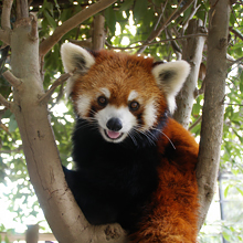 レッサーパンダ／イケメンと人気のムギくんの画像