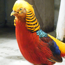 キンケイ／ハデハデな羽毛でメスにアピールする、コンくんの画像