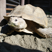 ケヅメリクガメ／カチコチの固い甲羅で体を守る、アンディーくんの画像