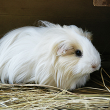 モルモット／サラサラの長い毛が気持ちいい、モップくんの画像