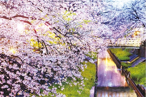 いちかわ真間川堤桜ウィークの画像