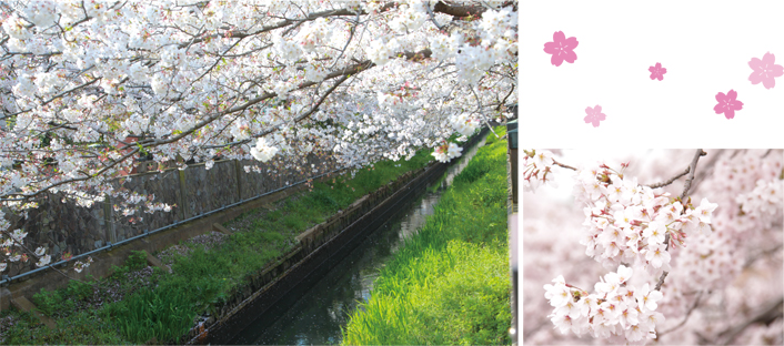 いちかわ真間川堤桜ウイークの画像