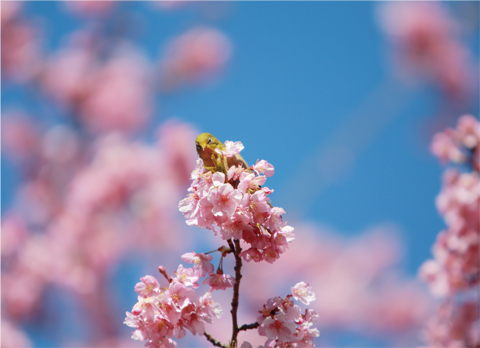 【Twitter】桜をまとうメジロがかわいい［2月19日］の画像