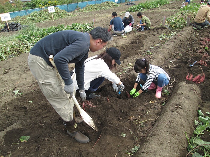 画像：昨年の収穫の様子