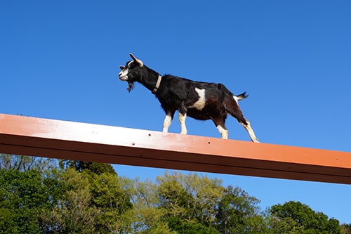 画像：トカラヤギ