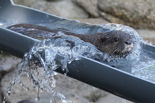 画像：コツメカワウソ