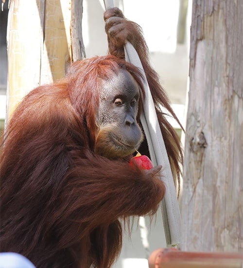 画像：スマトラオランウータン