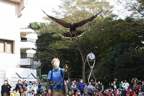 画像：鷹のフライングショー