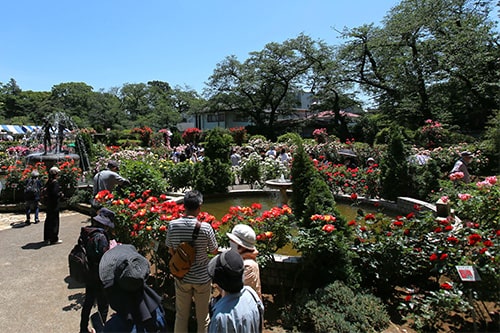 画像：いちかわローズフェアの画像