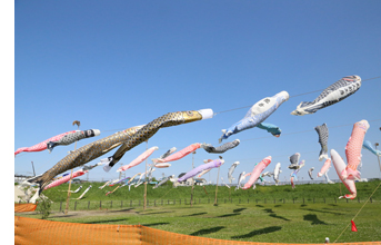 国分川鯉（こい）のぼりフェスティバルの画像