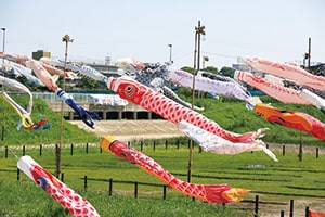 色とりどりの鯉のぼりが遊泳しますの画像