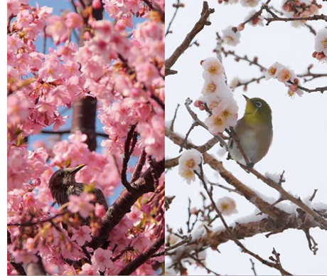 【Instagram】やせいのことりがあらわれた！［3月12日］の画像