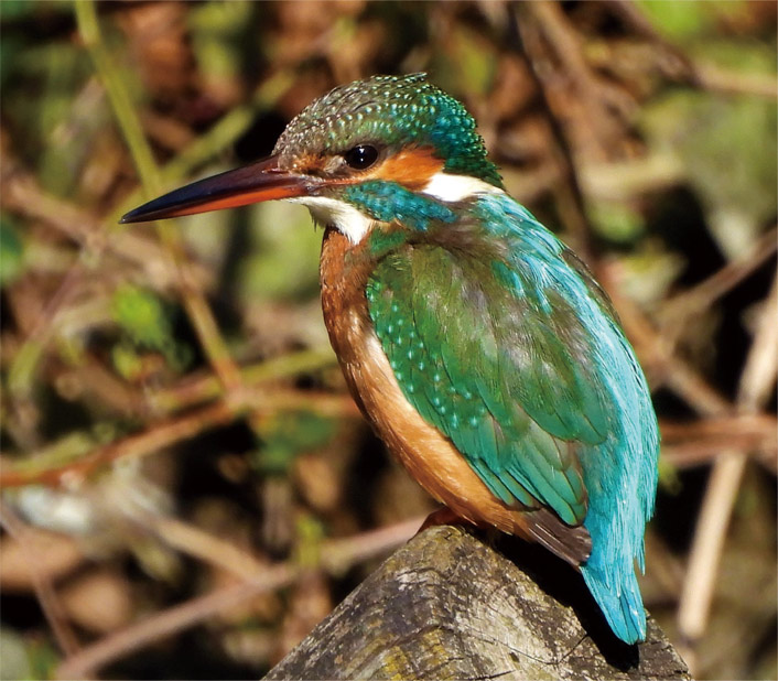 自然の中で感じるやすらぎの画像