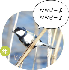 シジュウカラの画像