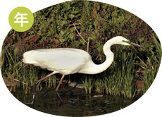 ダイサギの画像